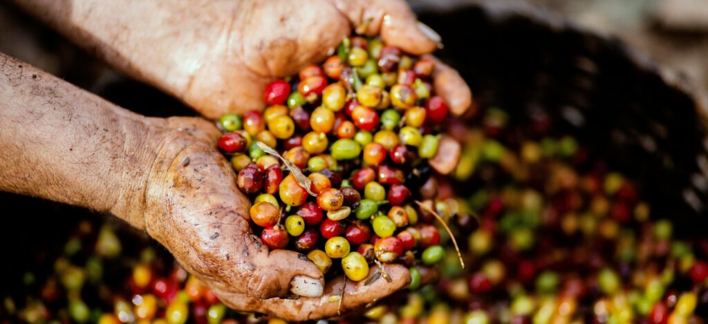 Best Of Africa Coffee Beans