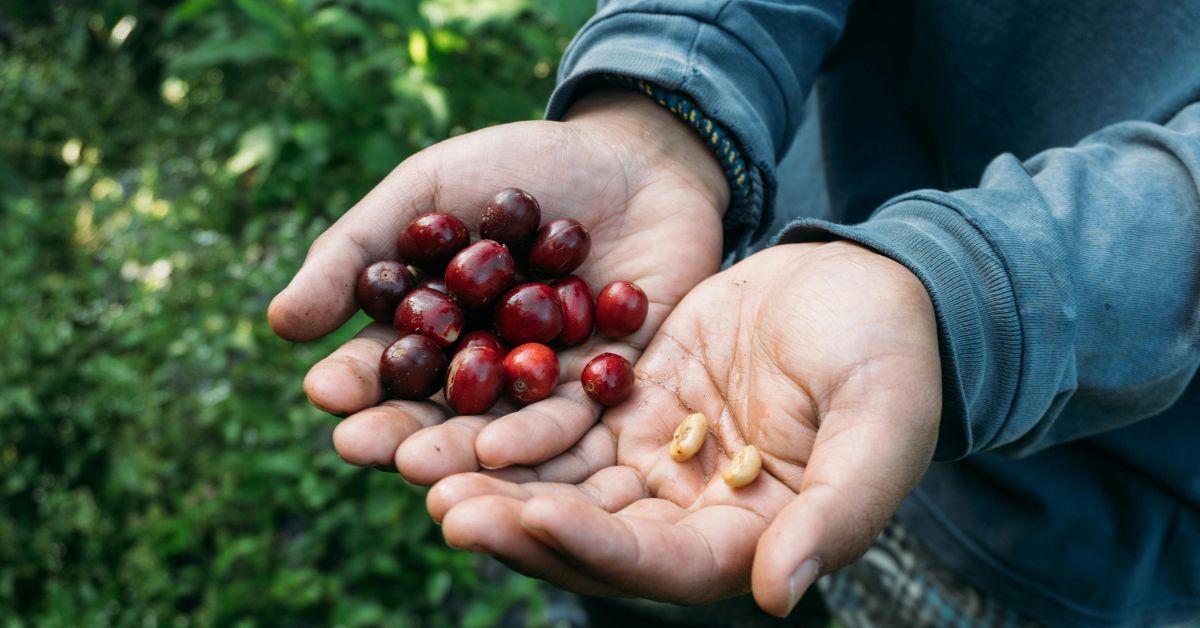 Person holding the Coffee berries and coffee beans in their hand